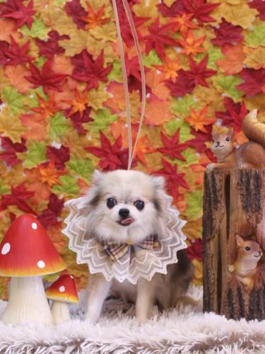 20241130ルナちゃん